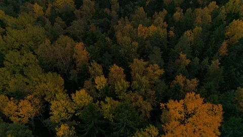 Aerial view of yellow tree top during the autumn, Estonia. Stock Footage 101568407