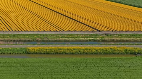 Aerial view of yellow tulip fields in the netherlands Stock Footage 341523362