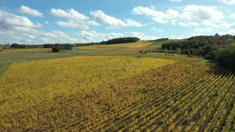 Aerial view of yellow Vineyards Stock Footage 144635686