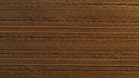 Aerial View of a young apple orchard during spring time in the sunset Stock-Footage 129569953