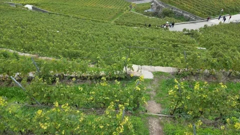 Aerial view of a young athlete doing dips in a swiss vineyard, then reveal Stockbeeldmateriaal 228411883