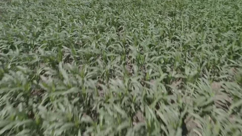 Aerial view of young corn field with green rows under clear sky Stock Footage 342730323