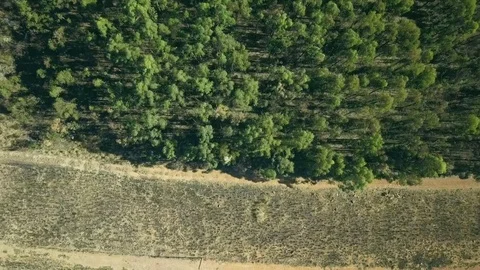 Aerial view of young forest from the edge of freshly burned firebreaker 스톡 동영상 81201655