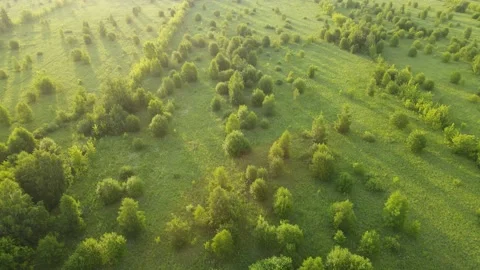 Aerial view of the young forest landscape Stock Footage 202284960