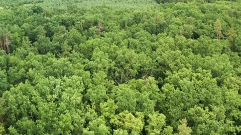 Aerial view of young forest in spring or summer day. Stock Footage 119026008