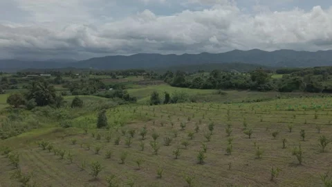 Aerial View of Young Fruit Tree Orchard, Rice Terraces and Mountain Range U.. Stock Footage 337877771