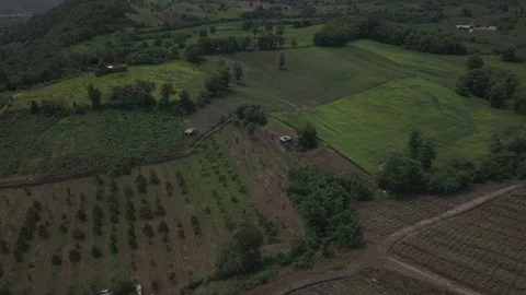 Aerial View of Young Fruit Tree Orchard Rows, Mixed Farmland and Forested H.. Stock-Footage 337883691