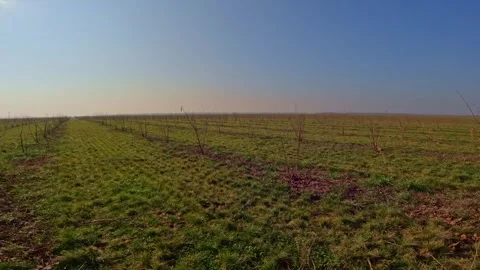 Aerial view of young fruit trees in winter orchard rows against clear blue sk Stock Footage 337807434