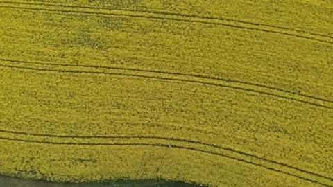Aerial view of young girl in the middle of rapeseed field Stock Footage