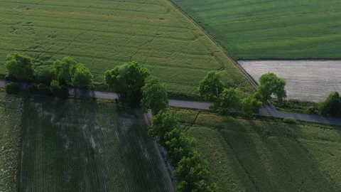 Aerial view of young green wheat, corn and rapeseed grownig on the field. Stock Footage 312562812