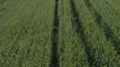 Aerial view of young green wheat growing on the field Stock Footage 312562829