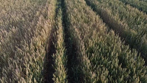 Aerial view of young green wheat growing on the field Stock Footage 312562846