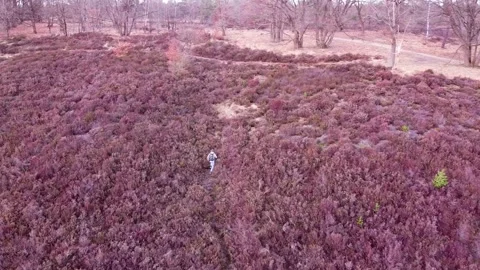 Aerial view of young man sprinting uphill in the belgian forest, trail running. Stock Footage 334339280