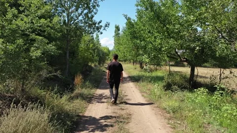 Aerial view of young man walking in orchard Stock Footage 293947014