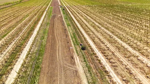 Aerial view of young tree planting on agricultural plantation Stock Footage 335874209