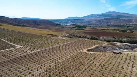 Aerial View of Young Vineyard and Rural Landscape 库存影片 333207115