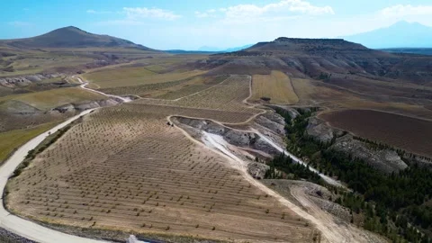 Aerial View of Young Vineyard and Rural Landscape 库存影片 333207229