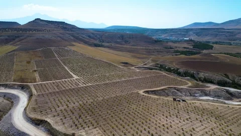 Aerial View of Young Vineyard and Rural Landscape 库存影片 333207384