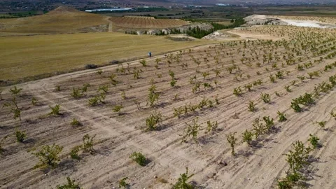 Aerial View of Young Vineyard and Rural Landscape 库存影片 333208601