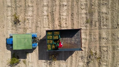 Aerial View of Young Vineyard and Rural Landscape 库存影片 333209507