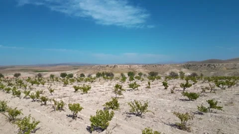 Aerial View of Young Vineyard and Rural Landscape 库存影片 333209837