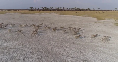 Aerial view of a Zebra herd running across a salt pan in the Makgadikgadi Pans, Video stock 85254698