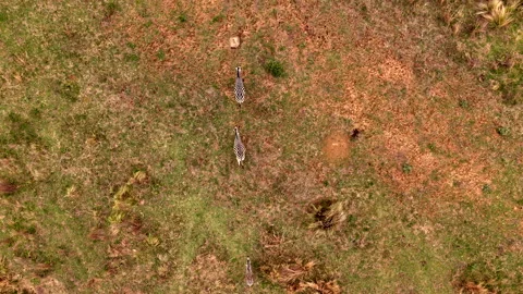 Aerial View of Zebra Herd Running in Single File through Grassland Outdoors Stock Footage 296795034