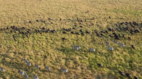 Aerial View of Zebra Herd Running Through Grassland in Maasai Mara Kenya. Stock Footage 320731198