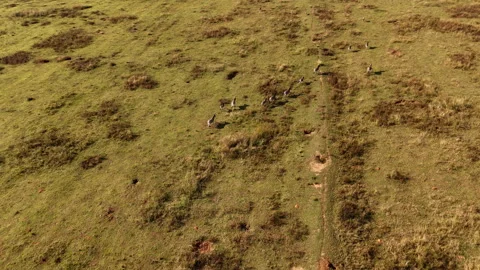 Aerial View Of Zebra Herd Running Across Open African Savanna 動画素材 337660144