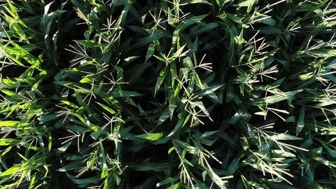 Aerial view zoom out of rows of corn Stock Footage 78193287