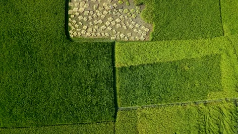 Aerial view of zooming in green rice field garden background Video stock 273632753