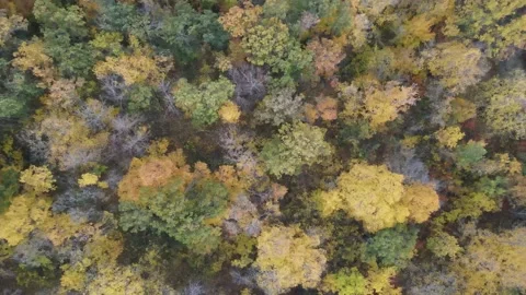 Aerial view zooming in on trees changing color in North Dakota. Daytime. Stock Footage 157768314