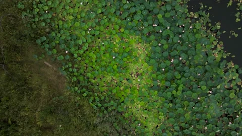 Aerial view(camera down) of Nenuphar on Lake next to Rock Mountains and Highway Stock Footage 163099367
