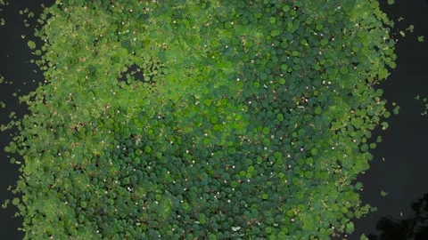 Aerial view(camera down) of Water Lily on Lake next to Rock Mountains, Highway Stock Footage 163099568