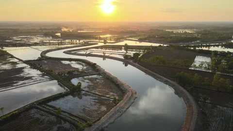 Aerial view,drone flew over a rice field Stock Footage 152800643