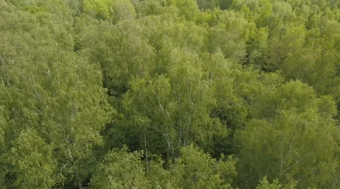 Aerial view.Flying over the forest Stock Footage 64591527