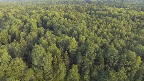 Aerial view.Flying over the forest. Stock Footage 77971115