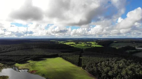 Aerial viewpoint over a pine and vineyard plantation, Australia Stock Footage 131903804