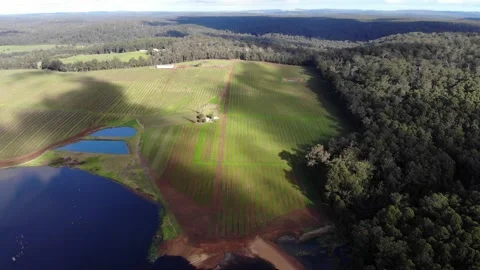 Aerial viewpoint over a pine and vineyard plantation, Australia Stock Footage 131903838
