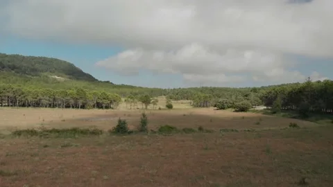 Aerial views from a drone of a meadow surrounded by a green pine forest with Video stock 137639418