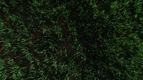 Aerial views of green fields Stock Footage 101097140