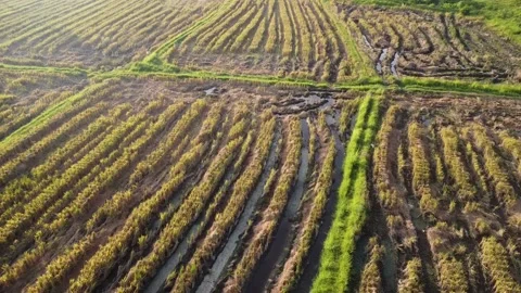 Aerial Views of Harvested Rice Fields Stock Footage 259537269