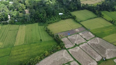 Aerial Views of Lush Ricefields in Full Bloom Stock Footage 259533948