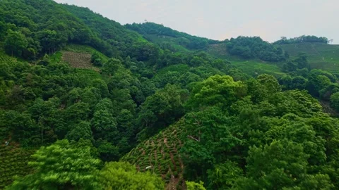 Aerial views over lush tea plantations surrounded by vibrant forests Stock Footage 314114426