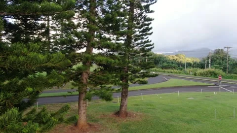 Aerial views from over the Taro Fields outside on Kauai Stock Footage 252046376