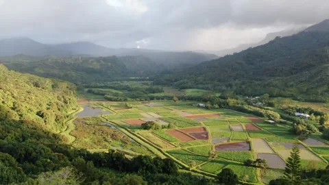 Aerial views from over the Taro Fields outside on Kauai Stock Footage 252056872