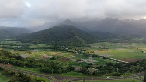 Aerial views from over the Taro Fields outside on Kauai Stock Footage 252056876