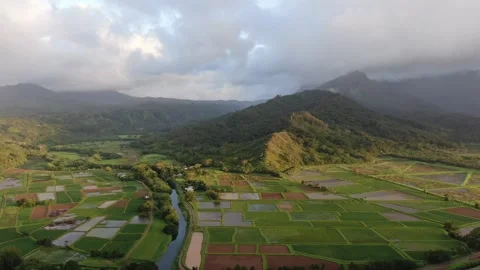 Aerial views from over the Taro Fields outside on Kauai Stock Footage 252057170