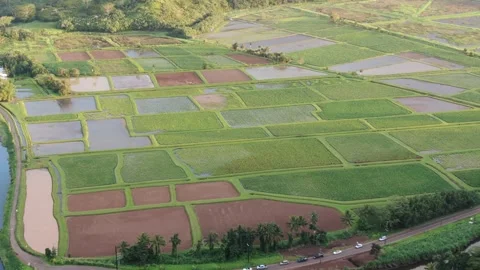 Aerial views from over the Taro Fields outside on Kauai Stock Footage 252057404