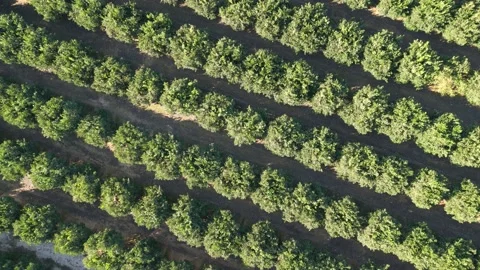 Aerial views over top of rows of orange trees in plantation Stock Footage 230939102